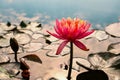 Blooming pink nymphaea bud in the pond. Water lily flower in lake Royalty Free Stock Photo