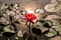 Blooming pink nymphaea bud in the pond. Water lily flower in lake Royalty Free Stock Photo