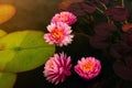 Blooming pink nymphaea bud in the pond. Water lily flower in lake Royalty Free Stock Photo