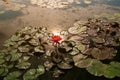 Blooming pink nymphaea bud in the pond. Water lily flower in lake Royalty Free Stock Photo