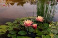 Blooming pink nymphaea bud in the pond. Water lily flower in lake Royalty Free Stock Photo