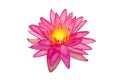Blooming Pink Nymphaea, Water Lily Flower Isolated on White Background with Clipping Path Royalty Free Stock Photo
