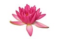 Blooming Pink Nymphaea, Water Lily Flower Isolated on White Background with Clipping Path Royalty Free Stock Photo