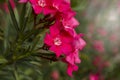 Blooming Pink Oleander flowers Oleander Nerium close up Royalty Free Stock Photo