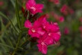 Blooming Pink Oleander flowers Oleander Nerium close up Royalty Free Stock Photo