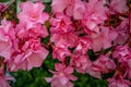 Blooming pink oleander flowers in garden. Selective focus. The best delicate summer flowers