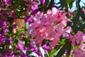 Blooming pink oleander flowers or nerium in garden. Selective focus. Blossom spring, exotic summer, sunny woman day concept Royalty Free Stock Photo