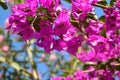 Blooming pink oleander flowers or nerium in garden. Selective focus. Blossom spring, exotic summer, sunny woman day concept Royalty Free Stock Photo