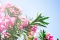 Blooming pink oleander flowers or nerium in garden. Selective focus. Copy space. Blossom spring, exotic summer, sunny Royalty Free Stock Photo