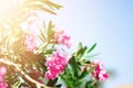 Blooming pink oleander flowers or nerium in garden. Selective focus. Copy space. Blossom spring, exotic summer, sunny Royalty Free Stock Photo