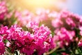 Blooming pink oleander flowers or nerium in garden. Selective focus. Copy space. Blossom spring, exotic summer, sunny Royalty Free Stock Photo