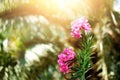 Blooming pink oleander flowers or nerium in garden. Selective focus. Copy space. Blossom spring, exotic summer, sunny Royalty Free Stock Photo