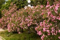Blooming pink oleander flowers or nerium in garden. Selective focus. Copy space. Blossom spring, exotic summer, sunny woman day Royalty Free Stock Photo