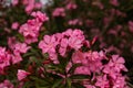 Blooming pink oleander flowers or nerium in garden. Selective focus. Copy space. Blossom spring, exotic summer, sunny woman day Royalty Free Stock Photo