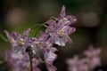 Blooming of Pink Oncidium Orchids.