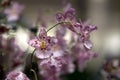 Blooming of Pink Oncidium Orchids.