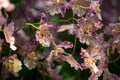 Blooming of Pink Oncidium Orchids.