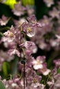 Blooming of Pink Oncidium Orchids.