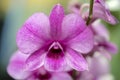 The blooming of pink orchid on branch in garden background Royalty Free Stock Photo