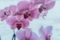 A blooming pink orchid of genus phalaenopsis. Sky-blue background with pink and purple orchid flowers branch Royalty Free Stock Photo