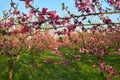 Blooming pink peach blossoms on tree stick with peach trees gardern on nackground in the begining of springÃÅ½ Royalty Free Stock Photo
