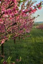 Blooming pink peach blossoms on trees with peach trees gardern on background in the begining of springÃÅ½