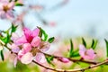 blooming pink flowers peach branch in spring in the garden against the blue sky Royalty Free Stock Photo