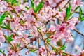 blooming pink flowers peach branch in spring in the garden against the blue sky Royalty Free Stock Photo