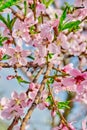 blooming pink flowers peach branch in spring in the garden against the blue sky Royalty Free Stock Photo