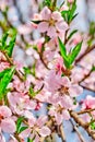 blooming pink flowers peach branch in spring in the garden against the blue sky Royalty Free Stock Photo