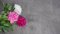 Blooming pink peony bouquet of flowers on gray concrete background, top view, flat lay. Royalty Free Stock Photo