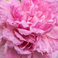 Blooming pink peony flower