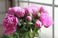 Blooming pink peony flowers and buds.