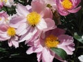 Blooming Pink Peony Flowers with Bumble Bees