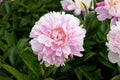 Blooming pink peony in the garden in summer