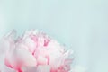 Blooming pink peony on gentle blue background. Natural Flowery background Royalty Free Stock Photo