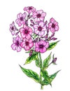 Blooming pink phlox, watercolor painting with the contour, isolated on white background