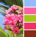 Blooming pink plumeria. color palette swatches.