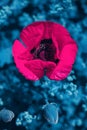 A blooming pink poppy flower on a blurry blue background Royalty Free Stock Photo