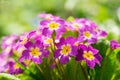 Blooming pink primrose or primula flowers in a garden