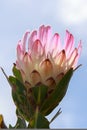 A blooming pink protea