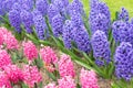 Blooming pink and purple flowers of hyacinth in a spring garden in The Keukenhof in The Netherlands Royalty Free Stock Photo