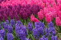 Blooming pink and purple flowers of hyacinth in a spring garden in The Keukenhof in The Netherlands Royalty Free Stock Photo