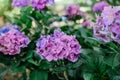 Blooming pink and purple flowers on a large hydrangea bush in the summer Royalty Free Stock Photo