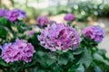 Blooming pink and purple flowers on a large hydrangea bush in the summer Royalty Free Stock Photo