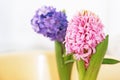 Blooming pink and purple hyacinth flowers Royalty Free Stock Photo