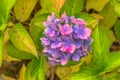 Blooming pink purple Hydrangea flower, Hydrangea macrophylla. Summer flowers in the garden. Colorful bush of hortensia. Closeup of Royalty Free Stock Photo