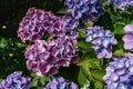 Blooming pink and purple Hydrangea flowers,Hydrangea macrophylla. Fresh summer flowers in garden. Colorful bush of hortensia. Royalty Free Stock Photo