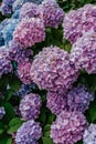 Blooming pink and purple Hydrangea flowers,Hydrangea macrophylla. Fresh summer flowers in garden. Colorful bush of hortensia. Royalty Free Stock Photo