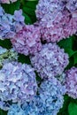 Blooming pink and purple Hydrangea flowers,Hydrangea macrophylla. Fresh summer flowers in garden. Colorful bush of hortensia. Royalty Free Stock Photo